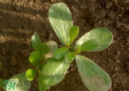 蚂蚱菜的营养价值,蚂蚱菜的营养价值和功效 蚂蚱菜的营养价值,蚂蚱菜的营养价值和功效