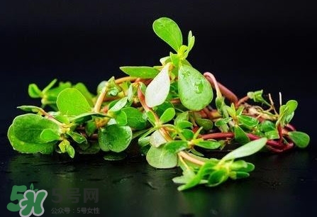 蚂蚱菜是什么样子的,蚂蚱菜图片