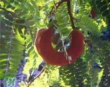 罗望子的功效,罗望子的营养价值