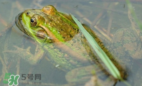 青蛙有寄生虫吗?,养殖的青蛙有寄生虫吗