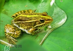 买卖青蛙怎么处罚,买卖青蛙是违法的吗