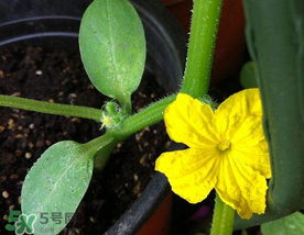 黄瓜的生长环境和条件,黄瓜的生长环境、生长过程 黄瓜的生长环境和条件,黄瓜的生长环境、生长过程