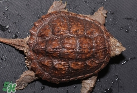 鳄龟是水龟还是陆龟,鳄龟是水龟还是陆龟几天换水