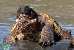 鳄龟是外来物种吗?,鳄龟外来物种是什么意思