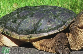 鳄龟吃什么食物,鳄龟吃什么食物长得好