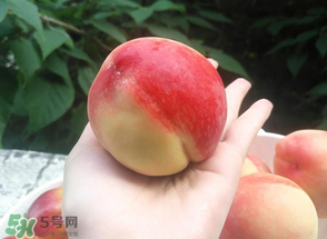 吃桃子的好处和功效,吃桃子的好处和坏处