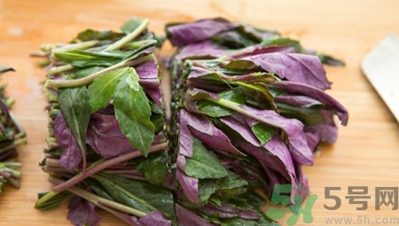 紫背天葵的种类,紫背天葵又叫什么