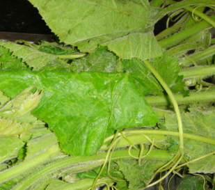 南瓜藤和什么相克,南瓜藤不能和什么一起吃