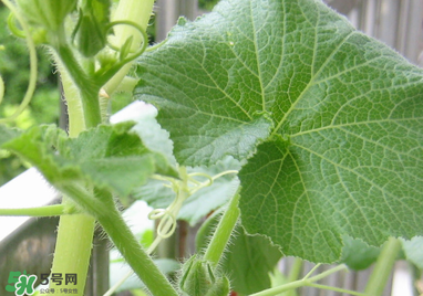 南瓜藤泡水喝的功效和作用,干南瓜藤泡水喝的功效 南瓜藤泡水喝的功效和作用,干南瓜藤泡水喝的功效