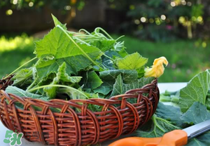 南瓜叶有什么作用和功效,南瓜叶有什么作用