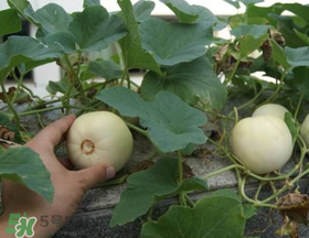 常见的发物水果有哪些,常见的发物水果