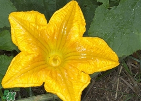 南瓜花怎么做好吃又简单,南瓜花的吃法