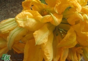 南瓜花怎么吃法,南瓜花怎么做好吃又简单