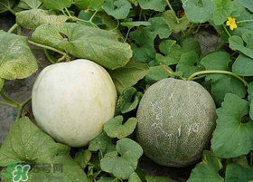 梨瓜怎么种植方法,梨瓜怎么种植