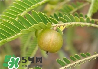 油柑的功效和作用,油柑的功效和作用禁忌