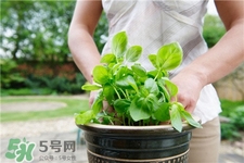 罗勒的价值,什么是罗勒