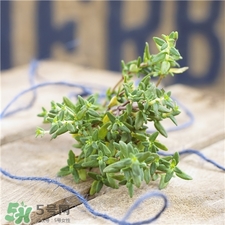 百里香的价值,百里香的用途