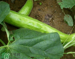 菜瓜的营养成分,菜瓜的营养成分表