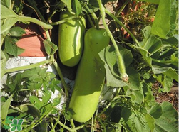 瓠子和西葫芦的区别,葫芦和瓠子有什么区别