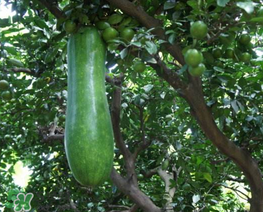 瓠子怎么读,瓠子怎么读什么意思 瓠子怎么读,瓠子怎么读什么意思