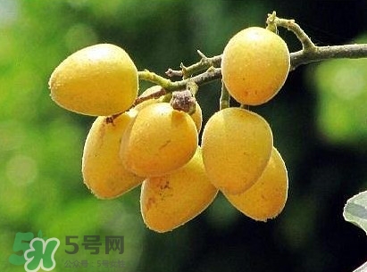 黄皮果有什么功效作用,黄皮果有什么功效?