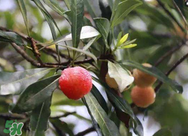 怎样泡杨梅酒,杨梅怎么泡酒