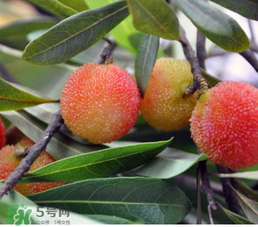 杨梅树苗多少钱一棵,东魁杨梅树苗的价格