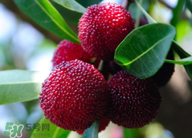 仙居杨梅简介,仙居杨梅简介立牌 仙居杨梅简介,仙居杨梅简介立牌