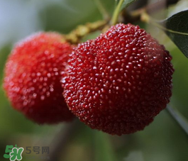 仙居杨梅的产量,仙居杨梅价格