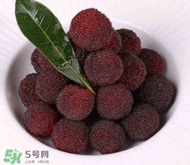 东魁杨梅的特点,东魁杨梅的特点是什么