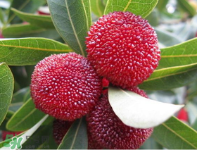 东魁杨梅几年结果,东魁杨梅需要多少年才可结果