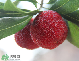 东魁杨梅发源地,东魁杨梅发源地是在哪里