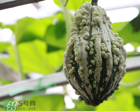 蛇瓜是丝瓜吗,蛇瓜和丝瓜一样吗