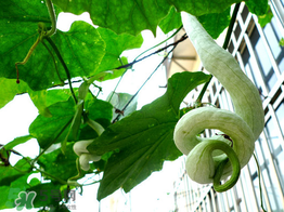 蛇瓜的种植方法和时间,蛇瓜什么季节可以种