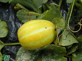 梨瓜怎么榨汁,梨怎么榨果汁