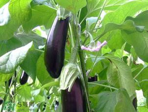 茄子的营养价值和功效,茄子的营养价值和功效和禁忌 茄子的营养价值和功效,茄子的营养价值和功效和禁忌