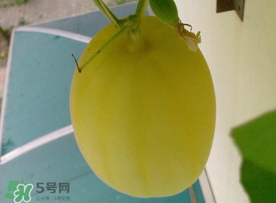 黄瓜形态特征 基本结构,黄金瓜是什么