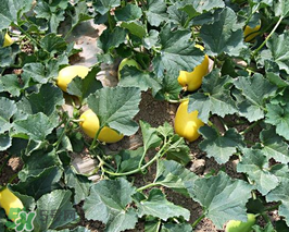 秋天吃南瓜上火吗,冬天上火吃西瓜有用吗 秋天吃南瓜上火吗,冬天上火吃西瓜有用吗