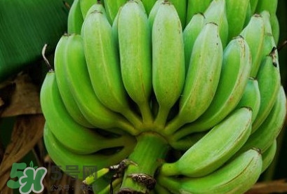 芭蕉怎么催熟 家里,芭蕉怎么催熟最简单的方法