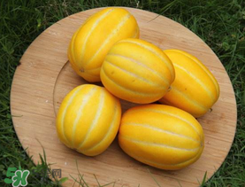 黄金瓜的功效和作用,金瓜的营养价值