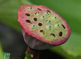 莲蓬全身都是宝,莲浑身都是宝 莲蓬全身都是宝,莲浑身都是宝