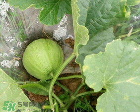 梨瓜是什么,梨果的特点