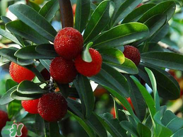 杨梅树怎么分雌雄树,杨梅树公的怎么办