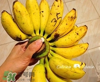 芭蕉属于草本植物还是木本植物,芭蕉树是草本还是木本