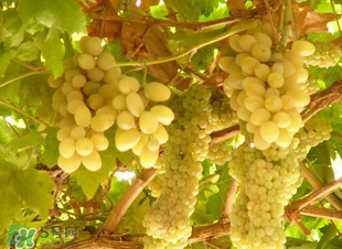 马奶葡萄皮可以吃吗,马奶子葡萄吃了有什么好处