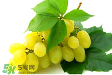 马奶葡萄特点,马奶葡萄的营养价值