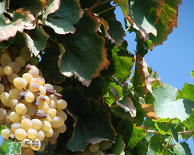 马奶葡萄怎么挑选,马奶提葡萄好吃吗