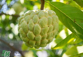 番荔枝的主要产地,番荔枝产地是哪里