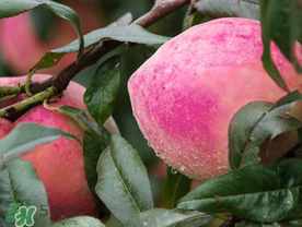 云南丽江雪桃什么时候成熟,丽江雪桃几月份成熟 云南丽江雪桃什么时候成熟,丽江雪桃几月份成熟