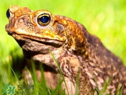 中华蟾蜍是几级保护动物,蟾蜍是几级保护动物 中华蟾蜍是几级保护动物,蟾蜍是几级保护动物